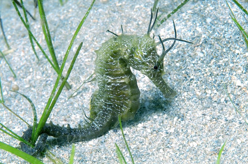 Short-snouted Seahorse (Hippocampus hippocampus)