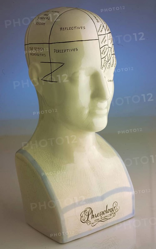 Ceramic bust with English labeling of brain activity