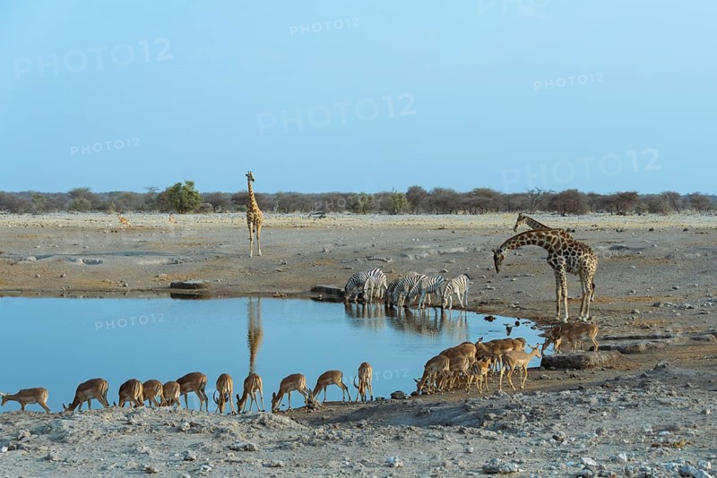 Burchell's Zebra (Equus quagga burchellii)