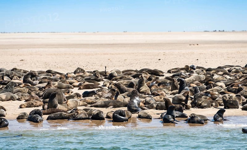 Colony of Brown Fur Seals or Cape Fur Seals (Arctocephalus pusillus) on a small upstream sandbank