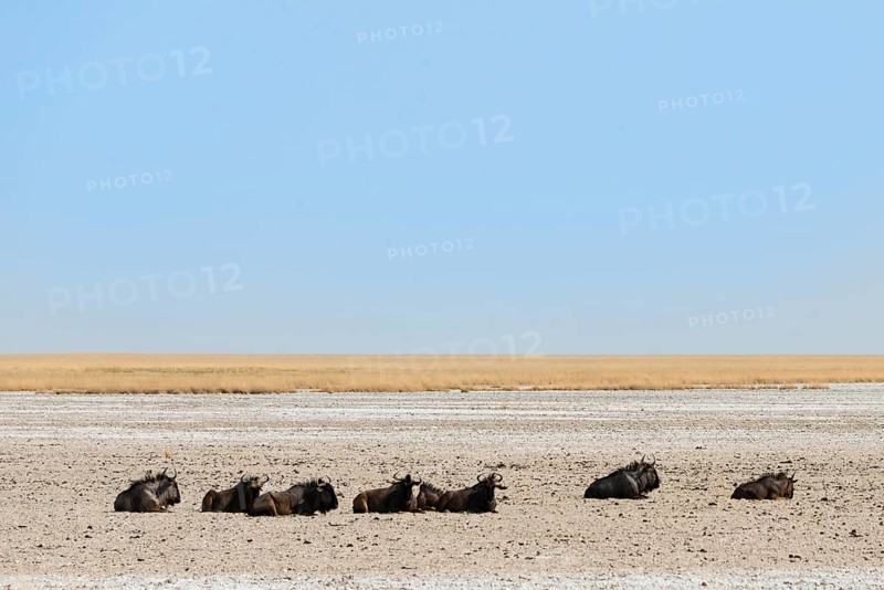 Blue Wildebeest (Connochaetes taurinus) lying in the midday heat