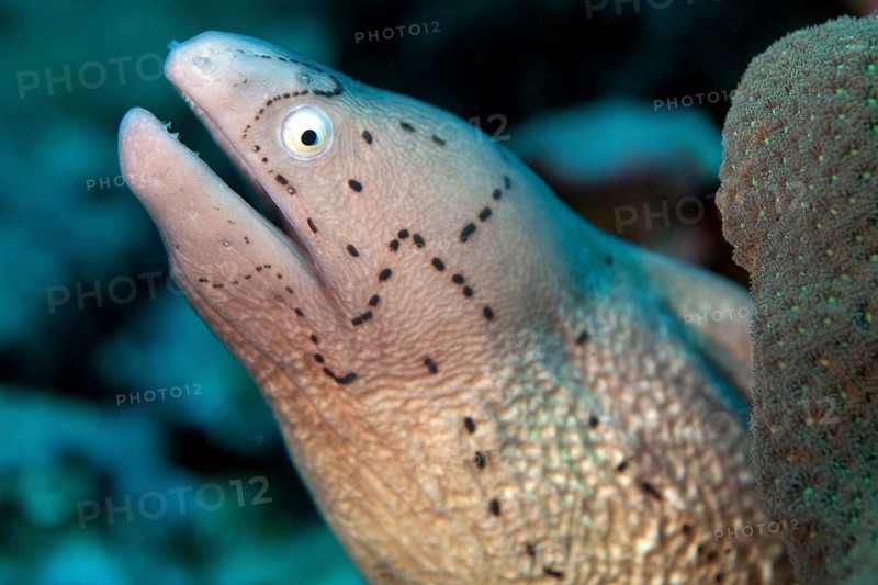 White-eyed Moray (Gymnothorax thrysoideus)
