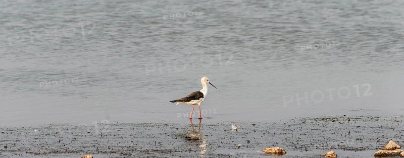 Black-winged Stilt (Himantopus himantopus)