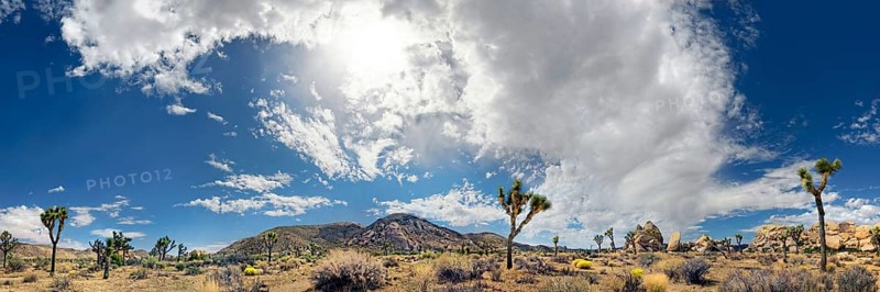 Panorama of Horror Rocks with Joshua Trees or Palm Tree Yuccas (Yucca brevifolia) and a cloudy sky