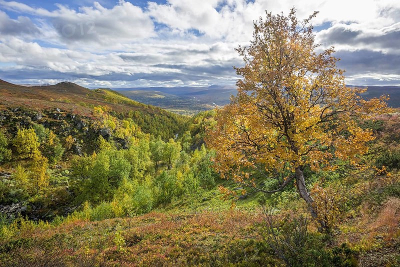 River valley and a Birch tree in autumn colours
