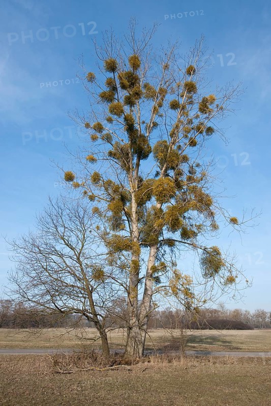 European Mistletoe or Common Mistletoe (Viscum album) growing on a Poplar tree (Populus sp)