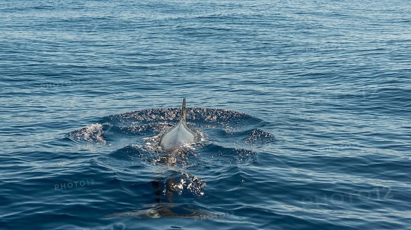 Pilot Whale (Globicephala) emerging from water