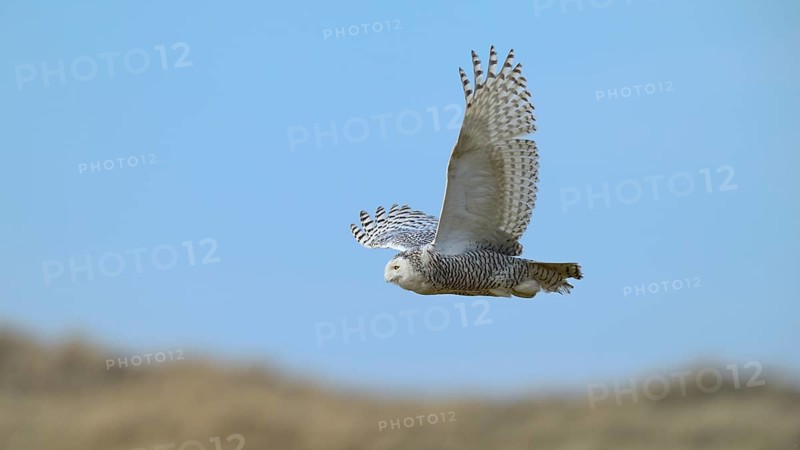 Snowy Owl (Bubo scandiacus)