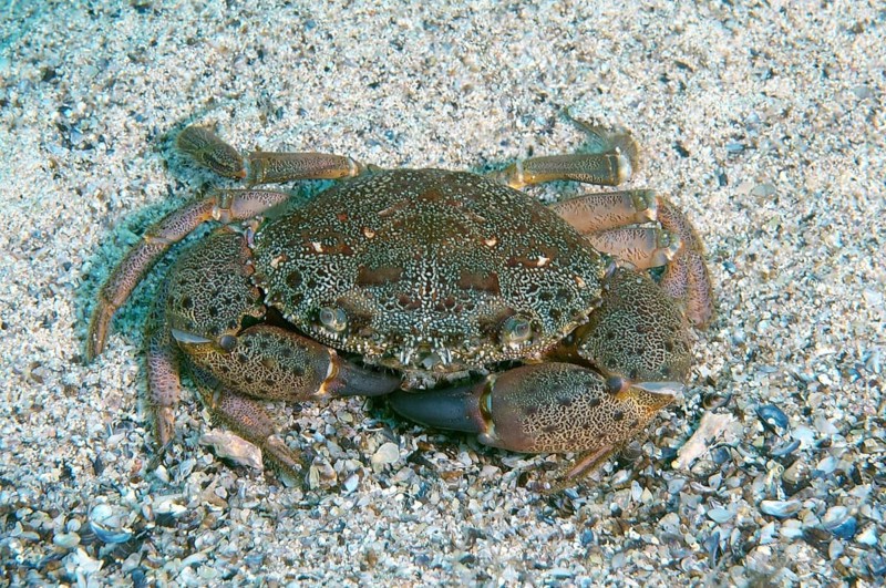 Warty Crab