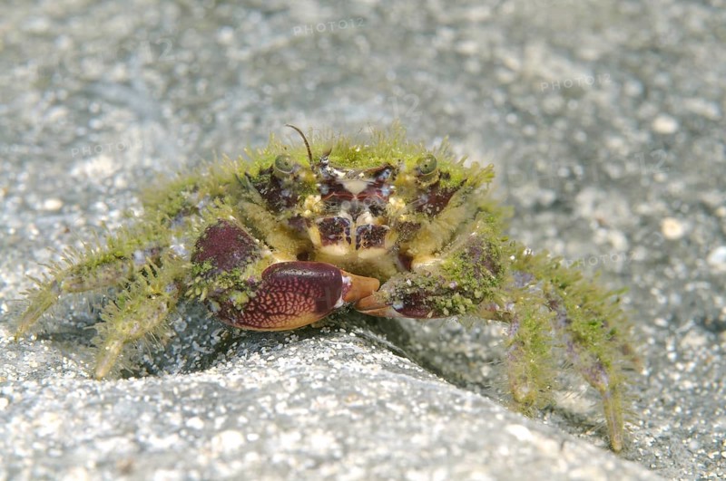 Bristly Crab (Pilumnus hirtellus)