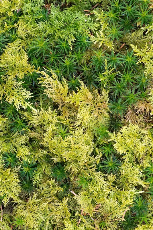 Haircap Moss or Hair Cap Moss (Polytrichum formosum) and Tamarisk Thuidium Moss (Thuidium tamariscinum)