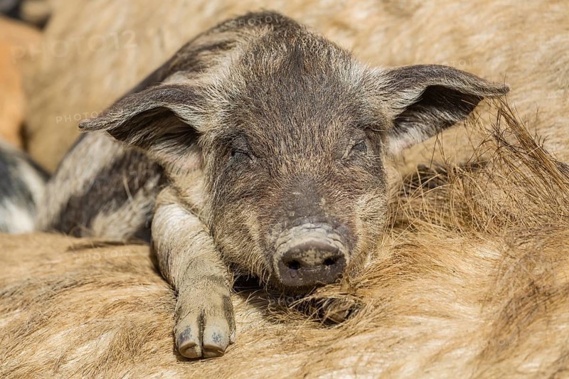 Mangalitsa or Mangalitza Pigs (Sus scrofa domestica)