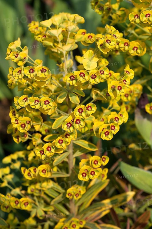 Martin's Spurge (Euphorbia martinii)