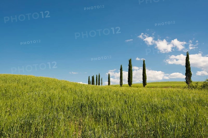 Mediterranean Cypresses (Cupressus sempervirens)