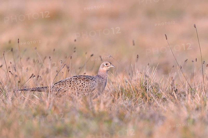 Pheasant (Phasianus colchicus)