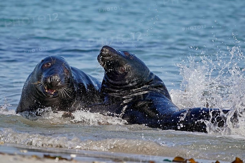 Two Grey seals (Halichoerus grypus) fighting in shallow water