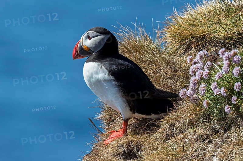 Puffin (Fratercula arctica)