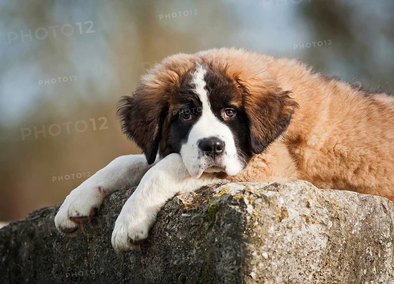 Saint Bernard puppy lying tired on a boulder