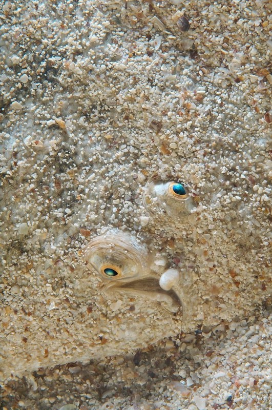Blackhand Sole (Pegusa nasuta)