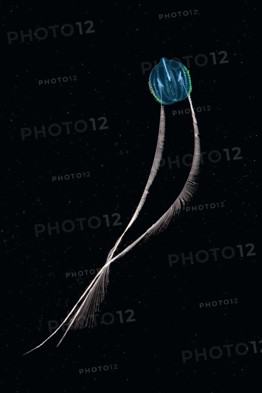 Sea Gooseberry (Pleurobrachia pileus)