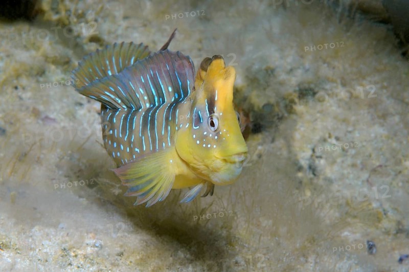 Peacock Blenny (Salaria pavo)