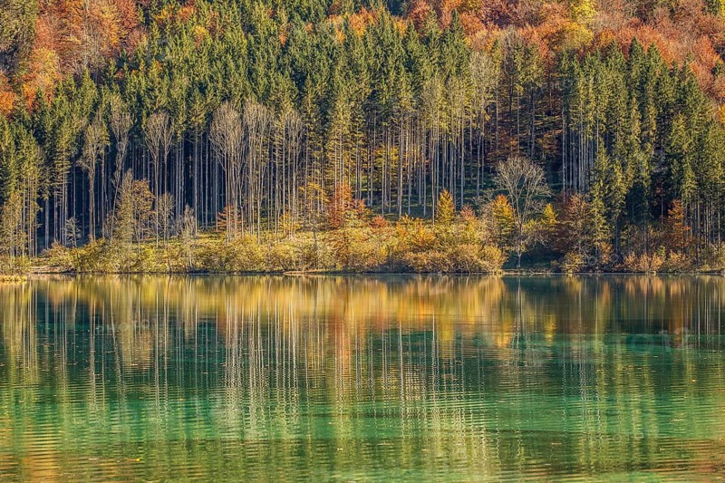 Autumn forest with its reflection in Almsee lake