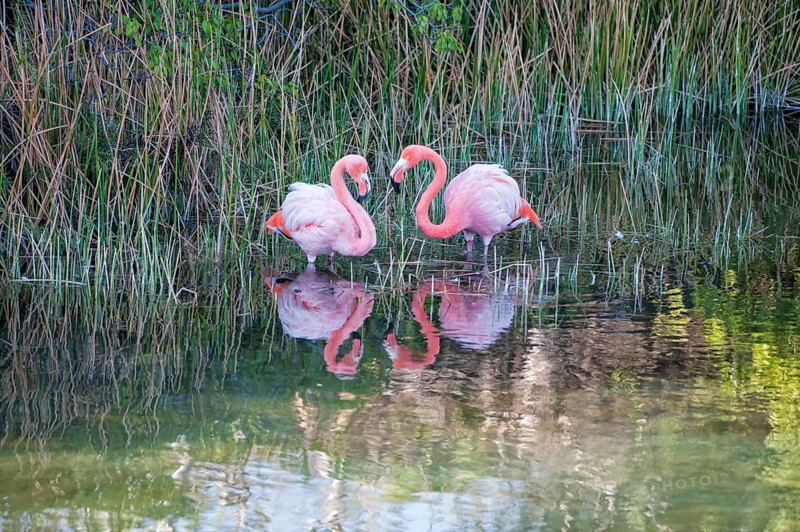 Pair of Greater Flamingos or American Flamingos (Phoenicopterus ruber)