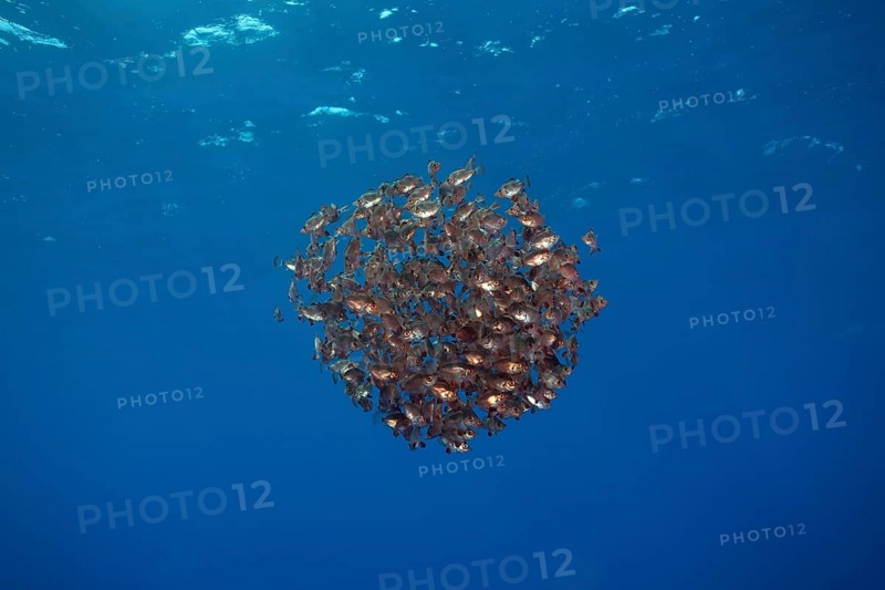 School of Boarfish (Capros aper)