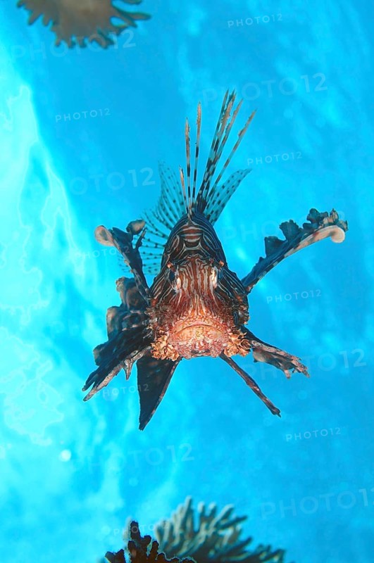 Red Lionfish (Pterois volitans)
