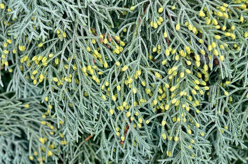 Male flowers of a Cypress (Cypressus sp.)