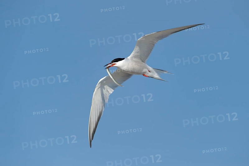 Common Tern (Sterna hirundo) in flight with fish in its beak