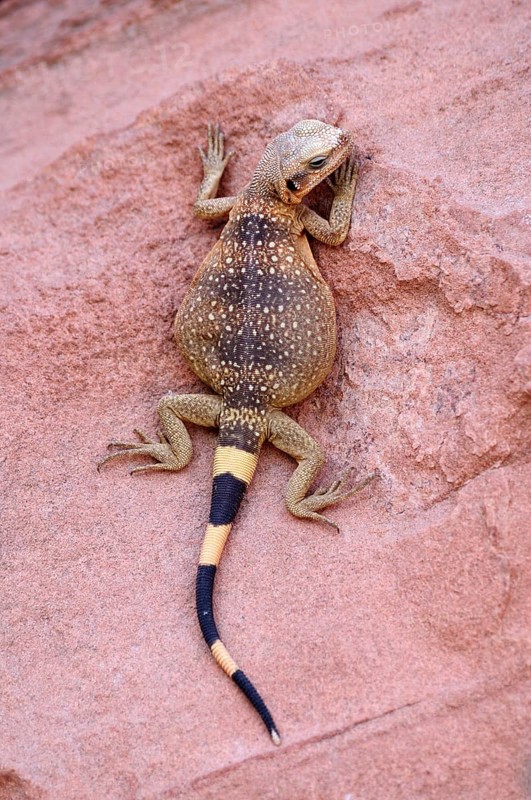 Chuckwalla (Sauromalus ater)