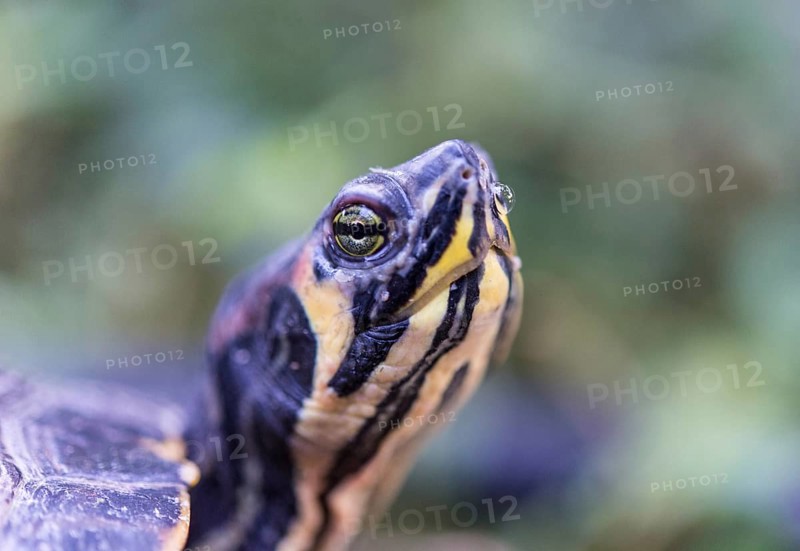 Florida Redbelly Turtle (Pseudemys nelsoni)