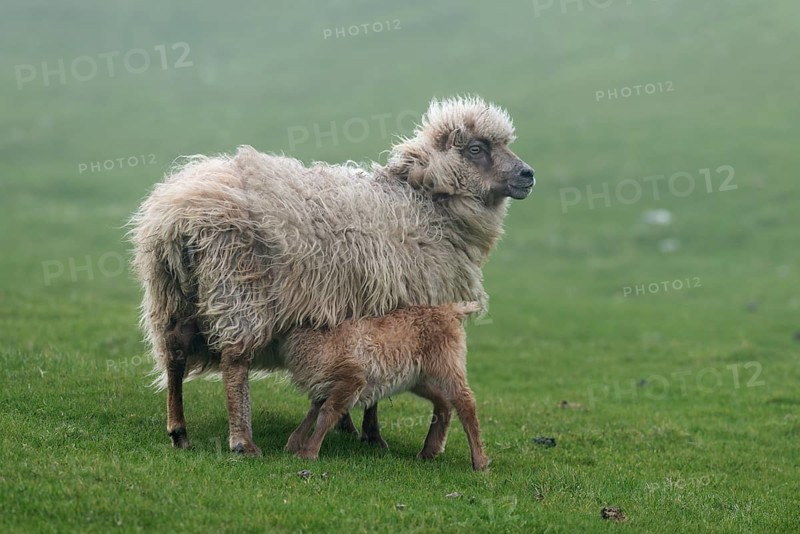 Ewe with lamb