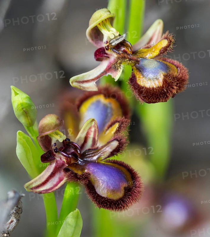 Mirror Orchid (Ophrys speculum)
