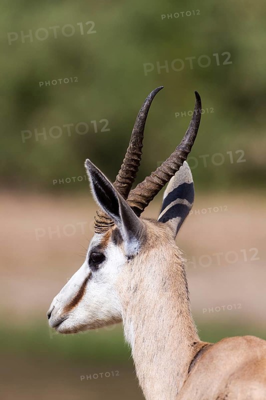 Springbok (Antidorcas marsupialis)