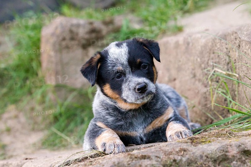 Australian Cattle Dog puppy