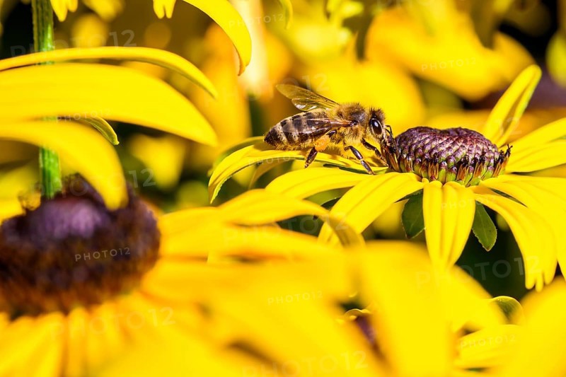 Honey bee (Apis mellifera) sits on yellow flower