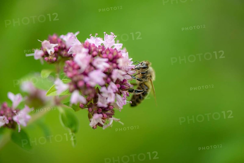 Honey bee (Apis mellifera) on purple flower