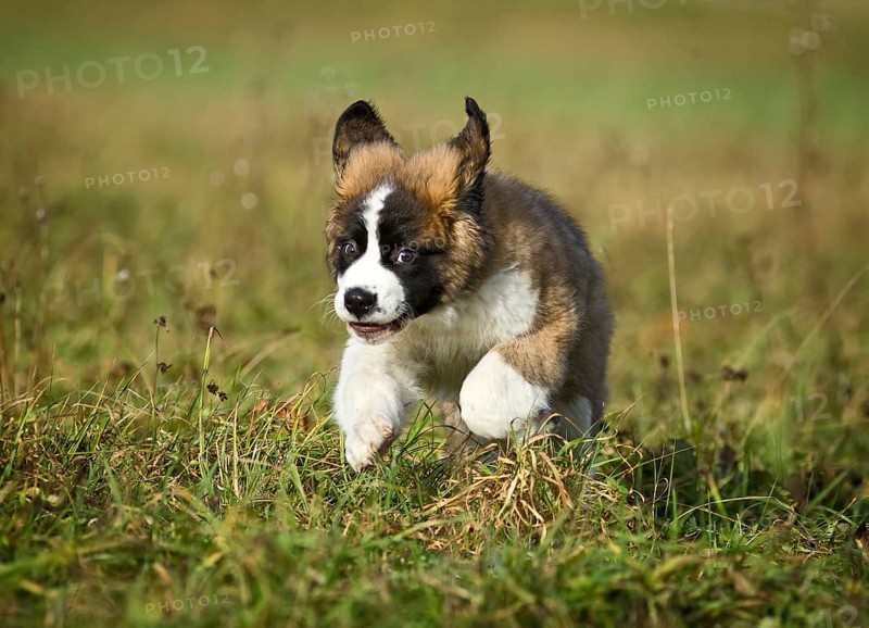 Saint Bernard puppy running across a meadow