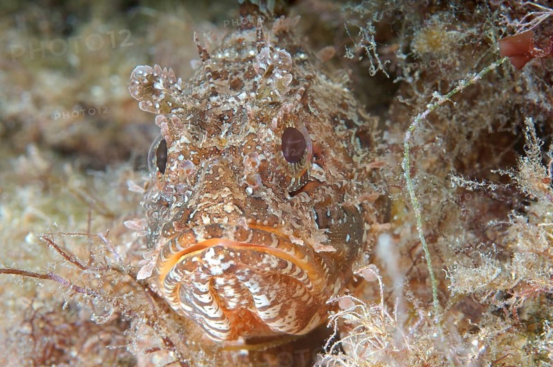 Black Scorpionfish (Scorpaena porcus)