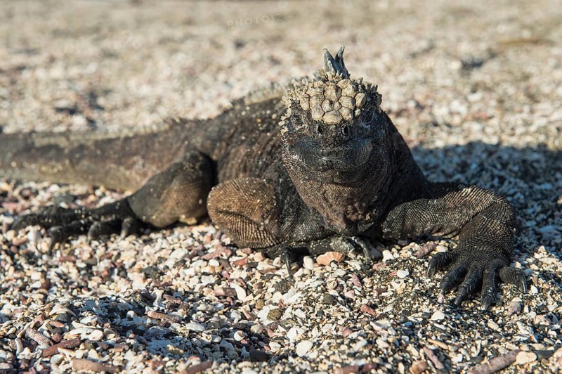 Marine Iguana (Amblyrhynchus cristatus)