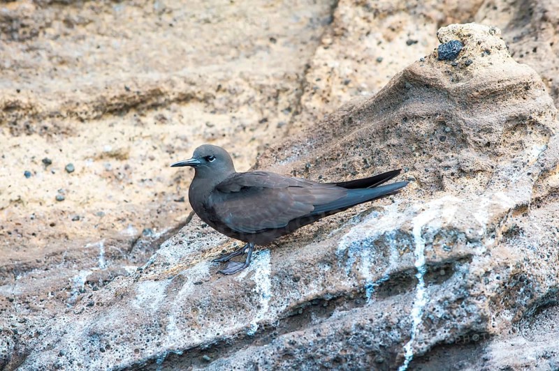 Galapagos Brown Noddy (Anous stolidus galapagensis)
