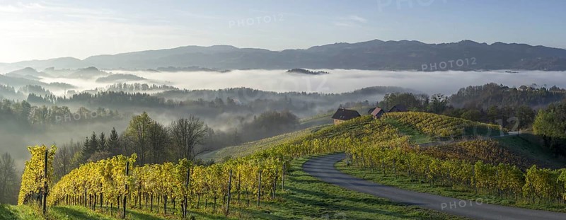 Vineyard in the morning mist