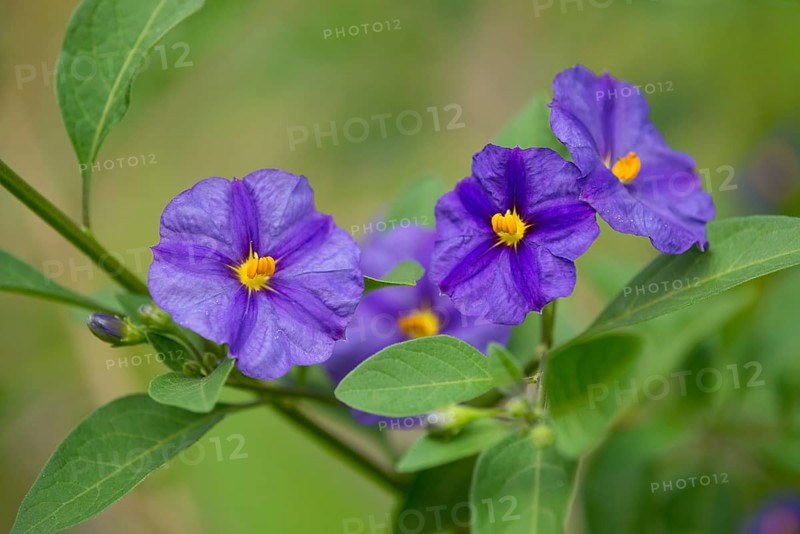 Blue Potato Bush (Lycianthes rantonnetii)