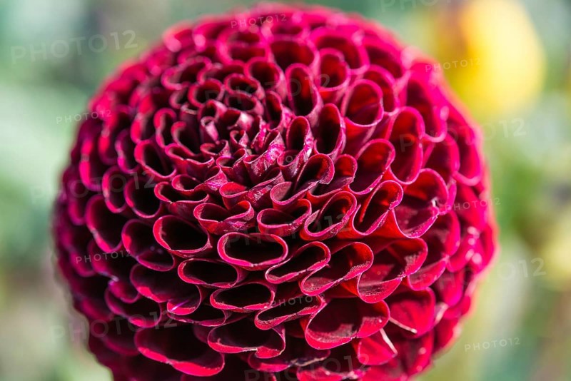 Red Ball Dahlia (Dahlia)