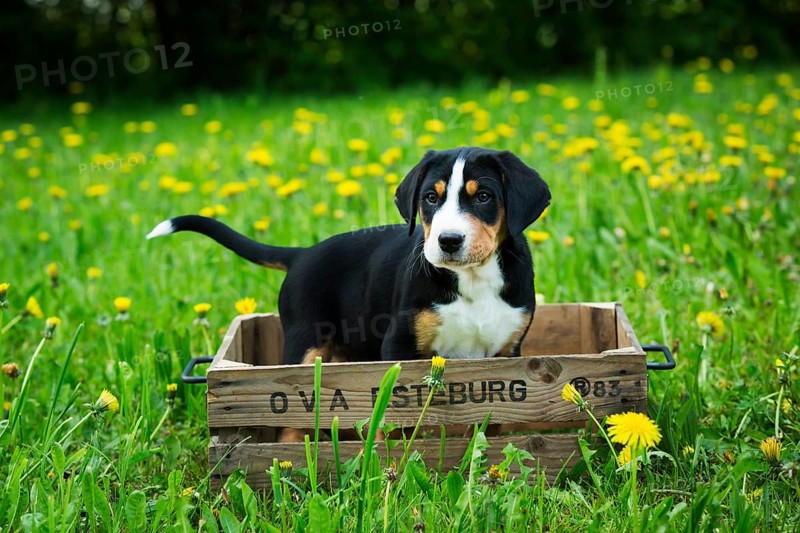 Greater Swiss Mountain Dog