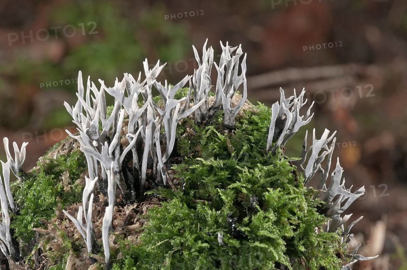 Candlestick Fungus