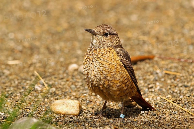 Common Rock Thrush (Monticola saxatilis)