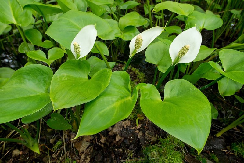 Bog Arum (Calla palustris)